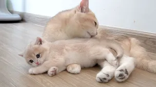 Mom cat engages in playful activities and affectionate conversations with her adorable kitten.