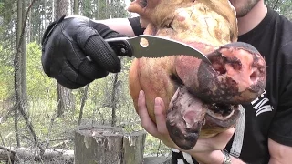 Тест ножей на поражающую способность против свиного черепа