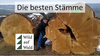 🌲Die teuersten Stämme: Wertholzversteigerung #wildaufwald