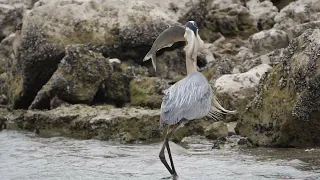 Great Blue Heron Breakfast