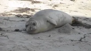 ELEPHANT SEAL - Scratching & giving a peek at flipper "hand" bones 12-9-2013