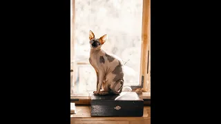 Cute Pets And Funny Animals Compilation #144 💗 Pets Garden