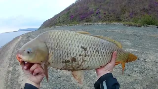 Рыбалка на Амуре.  Ловля сазана.