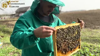 Розширення бджолородин на лісовому точку.