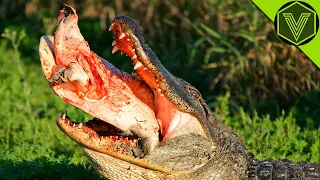 ALLIGATOR — the swamp monster that eats bears and cougars! Alligator vs human, bobcat, and pig!