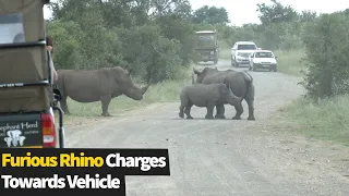 Furious rhino charges towards vehicle on South Africa safari