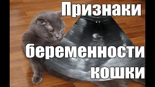 #100 Признаки беременности кошки (#британские #кошки #happy #cats #сара #соня)