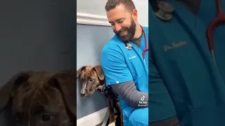 Veterinarian is patient with a scared dog... Patience with patients!!