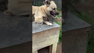 Мама кошка пришла забирать котёнка из детского сада 🥳🐕🐈🐈🐾