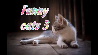 Смешные котики # 3  Funny Cats # 3