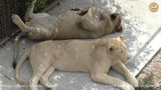 Старшие классы Тайгана - львы и тигр. High school students of Taigan - lions and tigers.