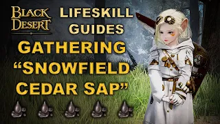 BDO | NEW&BEST "Snowfield Cedar Sap" Rotation - Lifeskill Quick Guide |