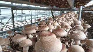 Shiitake mushroom farming Project in China - Qihe Biotech