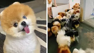 Tik Tok Chó Phốc Sóc Mini 🐶 Funny And Cute Pomeranian Videos 😍