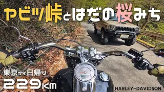 【神奈川】ヤビツ峠とはだの桜みちをハーレーでツーリング/バイク