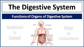 Digestive System | Organs of Digestive System & their Functions | Explained in Detail and Simple way