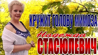 КРУЖИТ ГОЛОВУ МИМОЗА . КАВЕР  ИСП НАДЕЖДА СТАСЮЛЕВИЧ