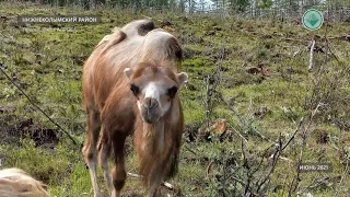 Верблюды из Плейстоценового парка адаптировались к арктическому климату