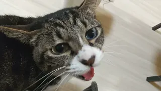 【猫がしゃべる】Talkative Cat