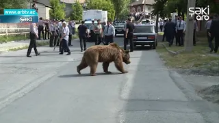 Shekinin merkezi kuchelerinde qonur ayi