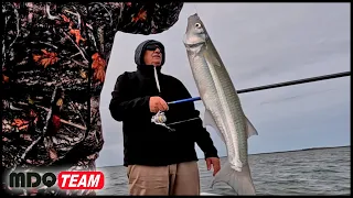 PESCA DE PEJERREY - MUCHOS PEJERREYES COMIENDO EN SUPERFICIE