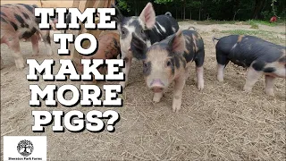Pastured Pig Breeding - Is My Pig In Heat?