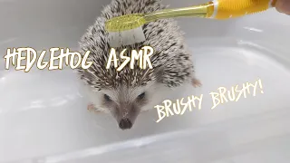 Hedgehog Bathtime ASMR