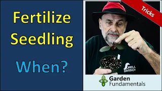 When to Fertilize Seedlings 💖🎓💰 Grow stronger seedlings - Reduce legginess