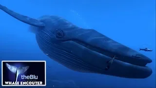 theBlue - Whale Encounter /// -VR- EXPERIENCE ///