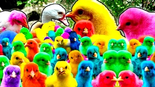 Catch Cute Animals, Rainbow Chicken, Duck, Rabbit, Cow, Fish, Lion, Elephant, Turtle, Dog, Cat,Tiger