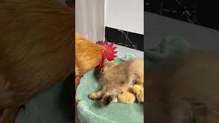 rooster and cat take care of chickens in shifts! (Click to watch the full version)#funny #cute