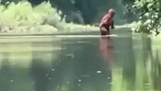 Sasquatch on Video Crossing Michigan River Carrying Infant Bigfoot a Close Look