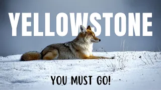 You MUST Visit Yellowstone | TOP 5 Reasons 2024