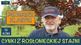 Cynki z Rosłonieckiej stajni 7 i 8 dzień wyścigowy PIERWSZE KLASYKI Adam Wyrzyk