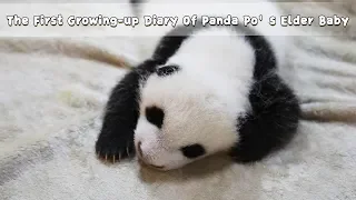 The First Growing-up Diary Of Panda Po’s Elder Baby | iPanda