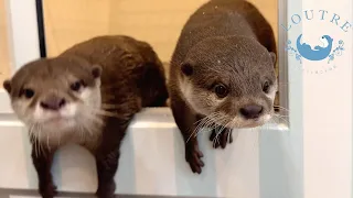 Trouble In Our Otter Store.