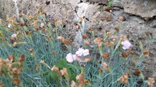 Taubenschwänzchen / Kolibrischwärmer / Hummingbird hawk-moth (Macroglossum stellatarum) in Zeitlupe