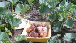 Как приманить пчёл на огороде, чтобы они опыляли бахчевые культуры (Арбузы, дыни,  тыкву).