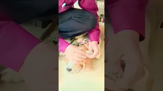 Nail trimming of lazy beagle 🤣😍😇