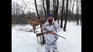 Охота на лису с манком. fox hunting