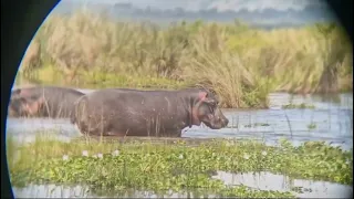 hippo killing baby hippo 😭