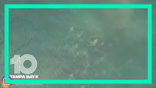 Shiver of sharks captured on drone video at Cocoa Beach