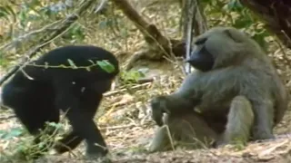 Chimpanzees vs Baboons - Interaction In the Wild