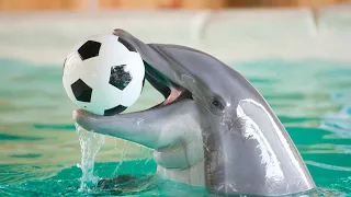 Dolphins Playing I Dolphins Status I Dolphins Whatsapp Status Video I Dolphin Playing Compilation I