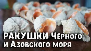 Моллюски и ракушки Чёрного и Азовского моря | Ракушки Чёрного моря – палеонтолог Павел Фролов