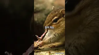 다람쥐가 뱀을 면치기 하는 장면;;