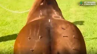 Acupuntura em Cavalos Parte 2 | Veterinária Consciente