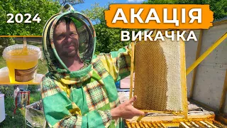 🍯Викачка Акації 2024!🍯