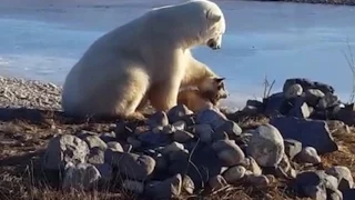 белый медведь дружит с собакой