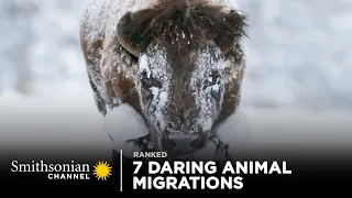 7 Daring Animal Migrations | Smithsonian Channel